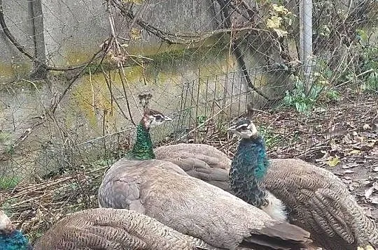 Sprzedam pawie indyjskie, Wielkopolskie, Gniezno