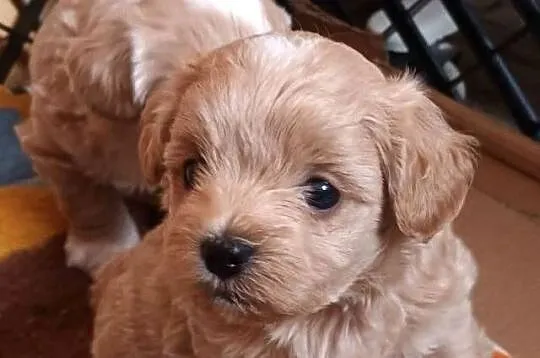Sprzedam pieski rasy maltipoo z czipem, zaszczepione