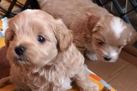 Sprzedam pieski rasy maltipoo z czipem, zaszczepione, Małopolskie, Andrychów