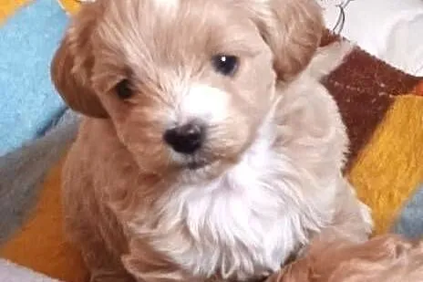 Sprzedam pieski rasy maltipoo z czipem, zaszczepione, Małopolskie, Andrychów