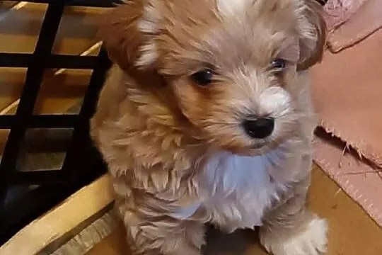 Sprzedam pieski rasy maltipoo z czipem, zaszczepione, Małopolskie, Andrychów