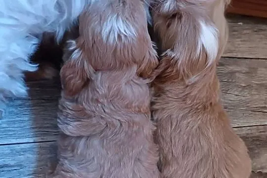 Sprzedam pieski rasy maltipoo z czipem, zaszczepione, Małopolskie, Andrychów
