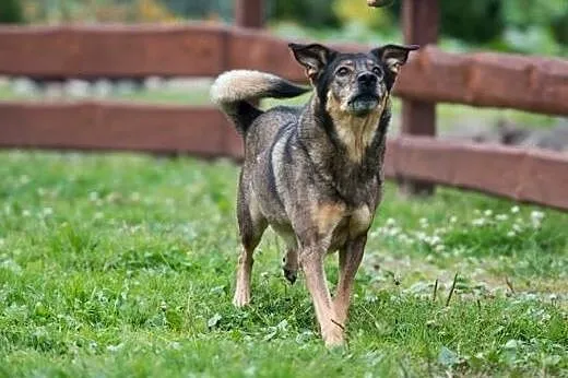 5 letni TOBI szuka domku, takiego na zawsze