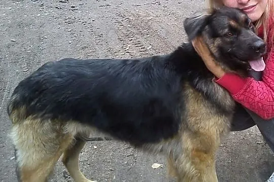 Młoda suczka do adopcji