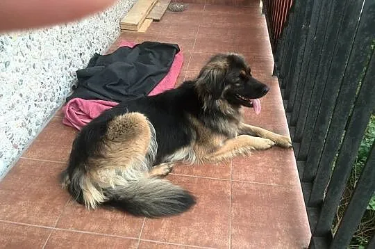 Młoda suczka do adopcji