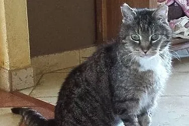 Kot Misiu szuka odpowiedzialnych opiekunów!