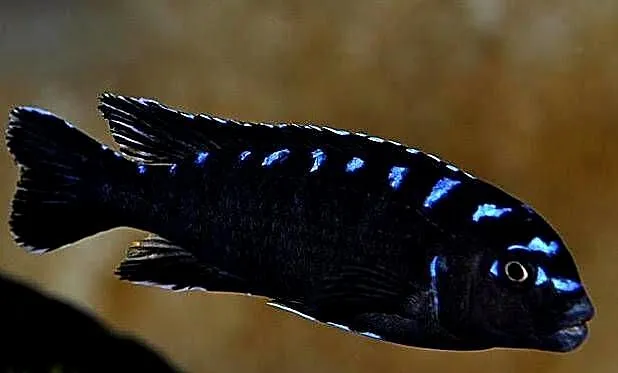 Pyszczak, Chindongo Elongatus Neon Spot, Warmińsko-mazurskie, Olsztyn