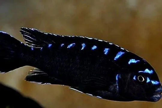Pyszczak, Chindongo Elongatus Neon Spot, Warmińsko-mazurskie, Olsztyn