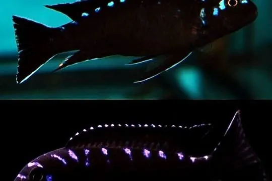Pyszczak, Chindongo Elongatus Neon Spot, Warmińsko-mazurskie, Olsztyn