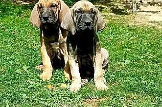 Szczeniaczki fila brasileiro