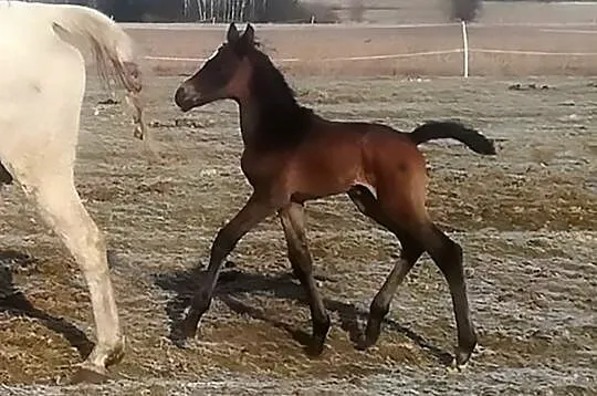 Epic Elk ogierek małopolski, odsadek, super rodowód, , Parysów