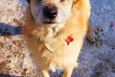 WOJTUŚ - cudowny psiak o idealnym charakterze do adopcji,  mazowieckie Warszawa