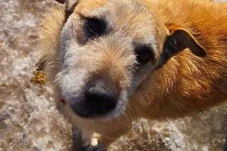 WOJTUŚ - cudowny psiak o idealnym charakterze do a