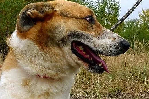 Daj dom psu, który już nie liczy na pomoc...,  ślą