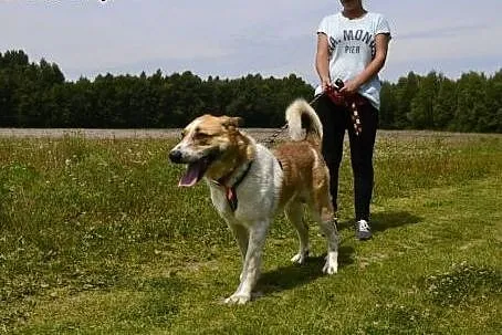 Daj dom psu, który już nie liczy na pomoc...,  ślą
