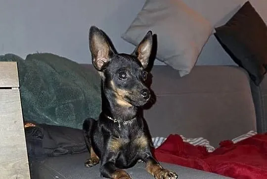 Sunia pinczer ratlerek miniaturka