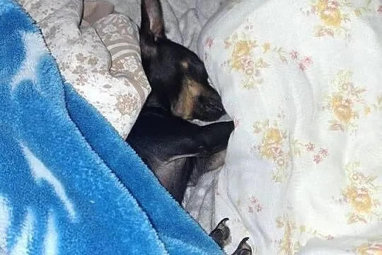 Sunia pinczer ratlerek miniaturka, Podkarpackie, Jasło