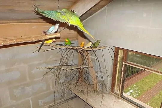 barabandy,świergoty, , Niesłabin
