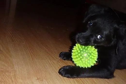 Cooper - dwumiesięczna kuleczka czeka na Ciebie!!!