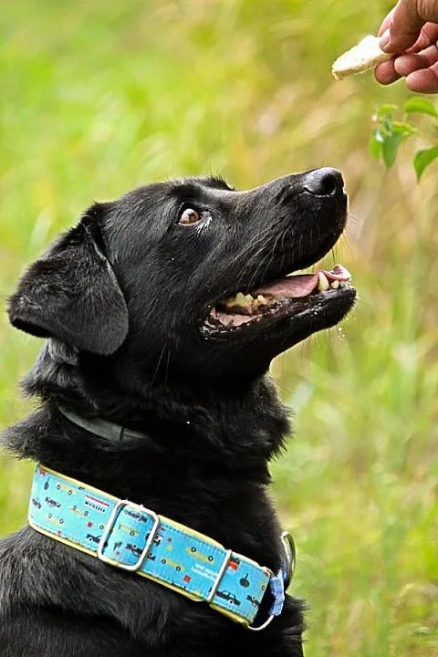 Bleki - kochający ludzi, wesoły i grzeczny labrado