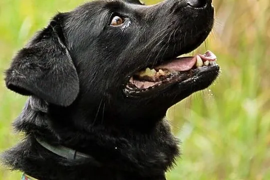 Bleki - kochający ludzi, wesoły i grzeczny labrado