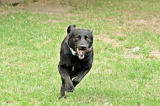 Bleki - kochający ludzi, wesoły i grzeczny labrado