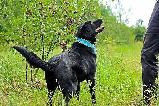 Bleki - kochający ludzi, wesoły i grzeczny labrado