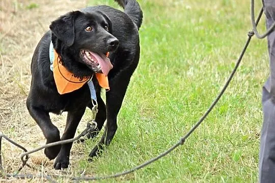 Bleki - kochający ludzi, wesoły i grzeczny labrado