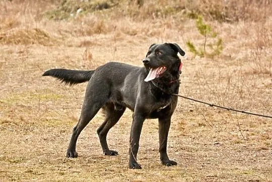 Bleki - kochający ludzi, wesoły i grzeczny labrado