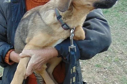 Maciuś  kochany psiak, który czeka na Ciebie     ,