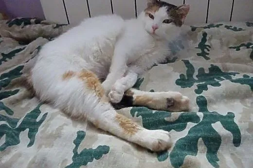 Trzykolorowa super grzeczna kicia czeka na swojego