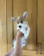 Szczenięta Pembroke | Zarejestrowane w Kennel Club | Szukają domów na zawsze