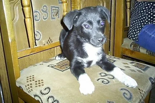 szczenięta do adopcji,  dolnośląskie Wrocław