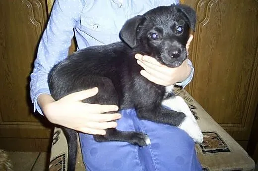 Szczenięta do adopcji,  dolnośląskie Wrocław