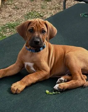 Urocze szczenięta bloodhound do adopcji e-mail: {{dorotapaula829@gmail.com}}, , Rzeszówek