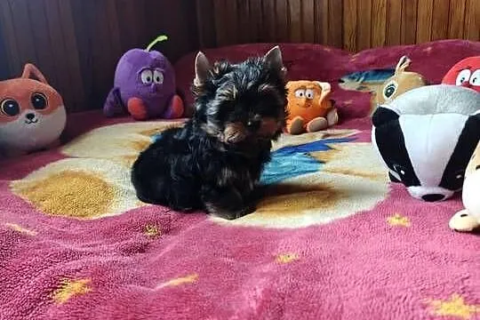 Szczeniak Yorkshire Terrier Gotowy do odbioru