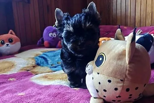 Szczeniak Yorkshire Terrier Gotowy do odbioru, Mazowieckie, Zwoleń