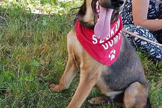 Tymianek, wesoły 9miesięczny SZCZENIAK szuka domu!