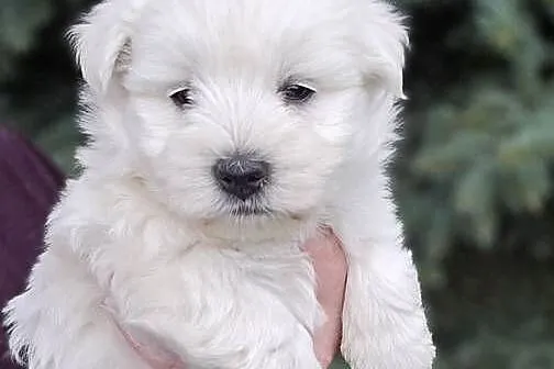 West highland white terrier westi zkwp FCI, Łódzkie, Pabianice