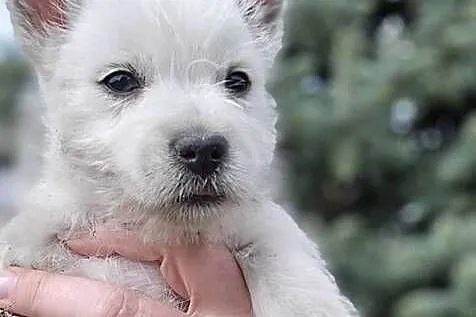 West highland white terrier westi zkwp FCI, Łódzkie, Pabianice