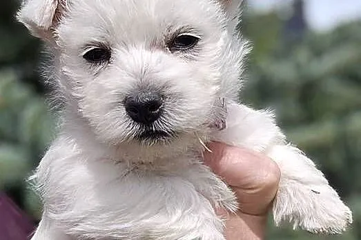 West highland white terrier westi zkwp FCI, Łódzkie, Pabianice