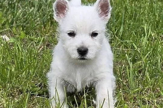 West highland white terrier westi zkwp FCI, Łódzkie, Pabianice