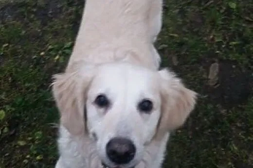 Golden Retriever JOLY - do adopcji,  dolnośląskie 