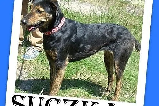 Gończa mix,średnia 15 kg,rodzinna,łagodna,przyjazn