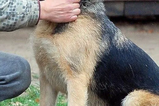 Prada, lubiąca ludzi i inne zwierzęta, inteligentn