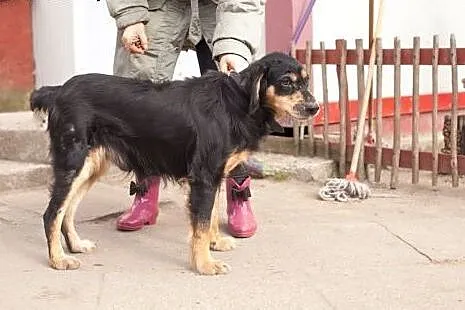 Chory Laki szuka wyjątkowego domu,  dolnośląskie W