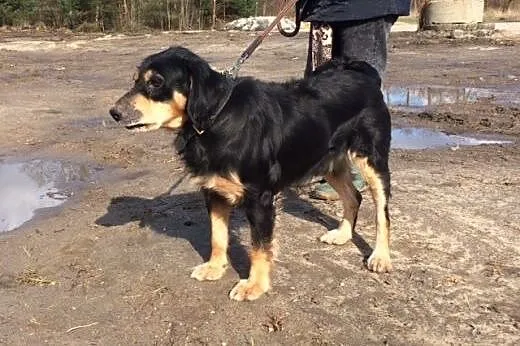 Chory Laki szuka wyjątkowego domu,  dolnośląskie W