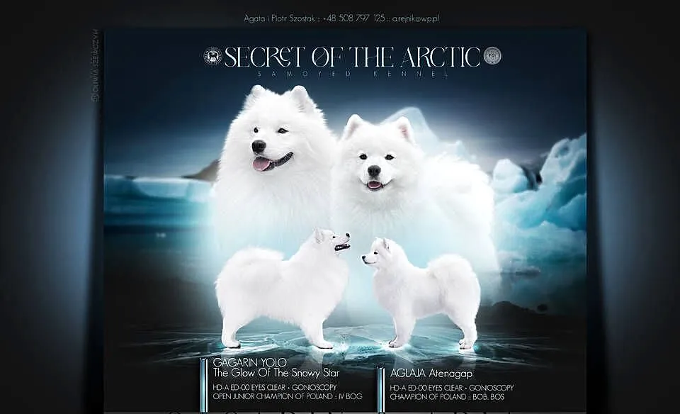 Szczeniaczki rodowodowe SAMOYED FCI ZKwP, Mazowieckie, Garwolin