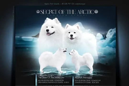 Szczeniaczki rodowodowe SAMOYED FCI ZKwP, Mazowieckie, Garwolin