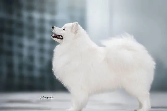 Szczeniaczki rodowodowe SAMOYED FCI ZKwP, Mazowieckie, Garwolin